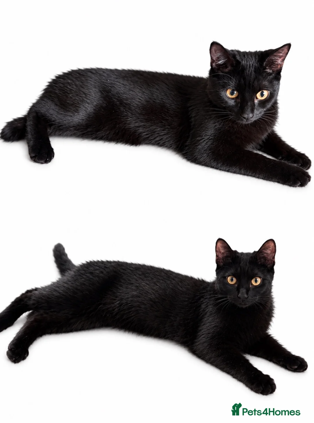Bombay cats for sale: 2 female kittens looking for an forever home   - Advert 2