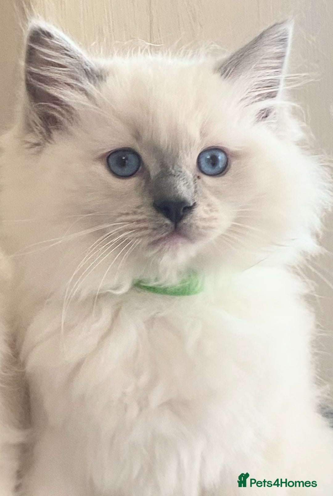 Ragdoll cats for sale: Pedigree ragdolls kittens TICA registered - Advert 19