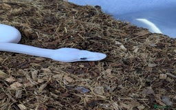Snake reptiles for sale: Banana blue eyed leucistic  - Image 1