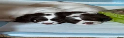 English Springer Spaniel dogs for sale: Working Springer Spaniels  - Advert 2