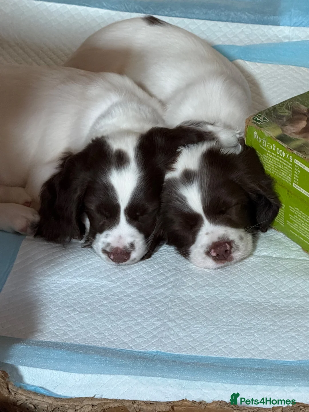 English Springer Spaniel dogs for sale: Working Springer Spaniels  - Advert 2