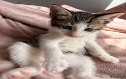 British Shorthair cats for sale: Two Adorable Male Kittens - Image 5