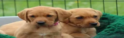 Labrador Retriever dogs for sale: *Ready Now* Labrador Puppies For Sale  - Advert 20