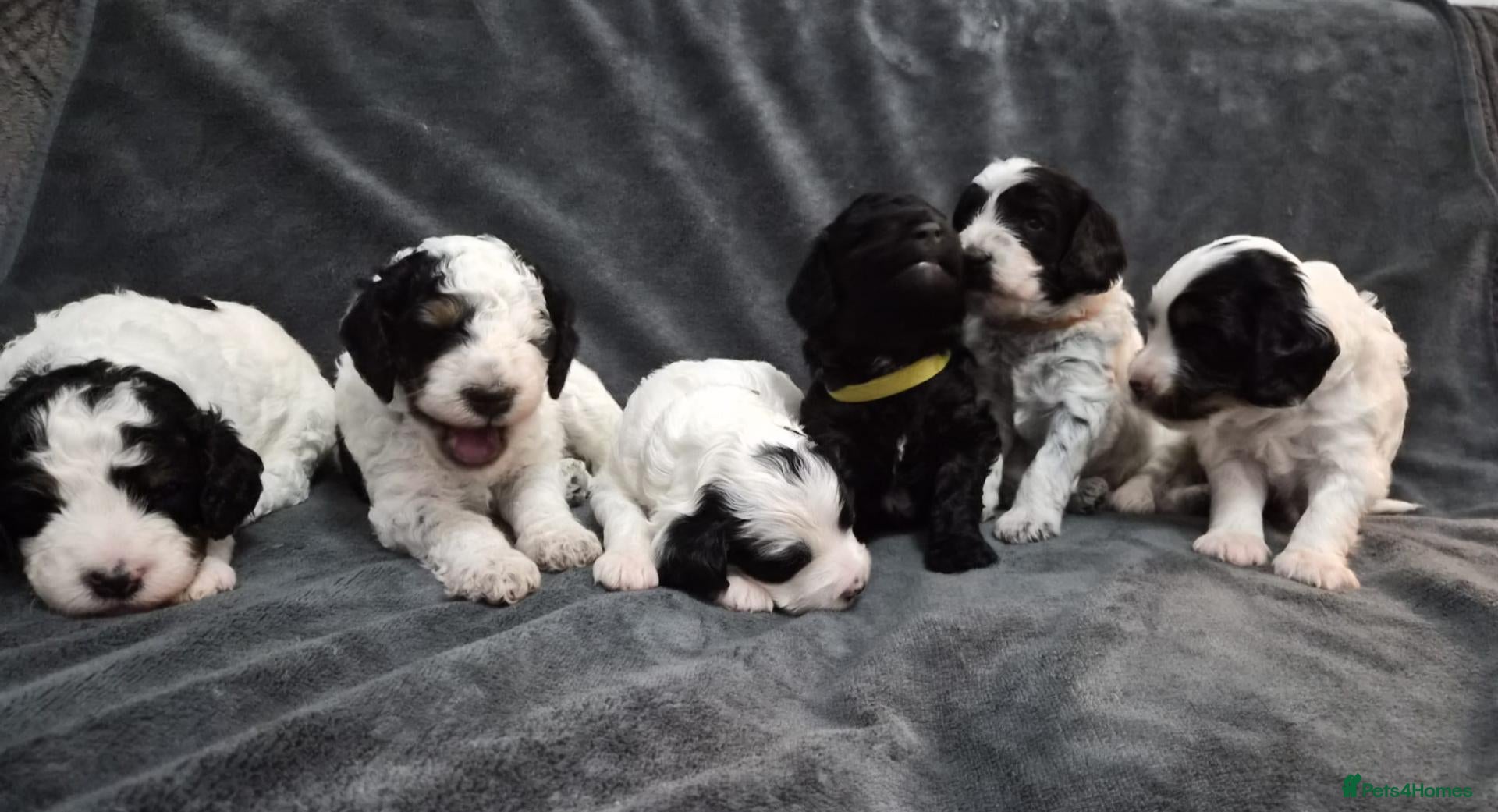 Cockapoo dogs Beautiful Cockapoo Puppies (5 Boys, 1 Girl) - Advert 1