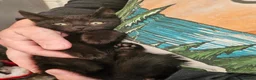 Mixed Breed cats for sale: KITTENS FOR SALE READY TO LEAVE NOW - Advert 20