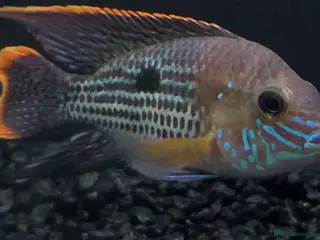 Cichlids fish CichlidS - Advert 1