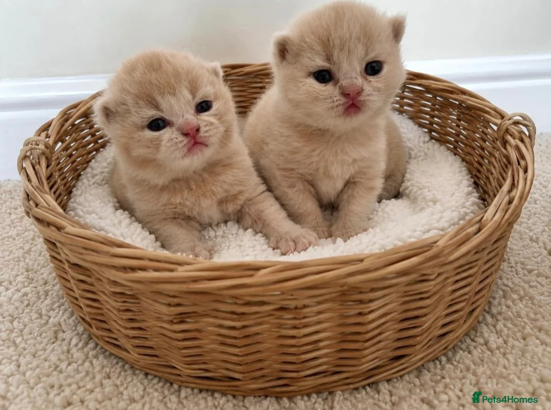 British Shorthair cats for sale: Supreme champion GCCF British Shorthair Kittens  - Advert 1