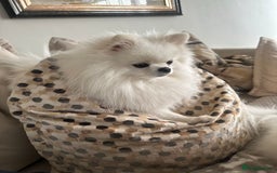 Pomeranian dogs for sale: Outstanding bloodline KC reg puppies due OCT - Image 2