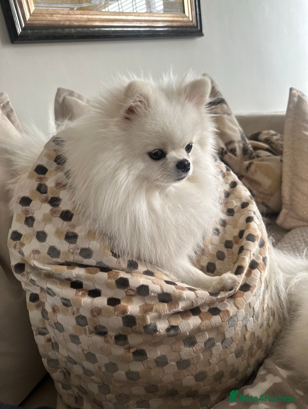 Pomeranian dogs for sale: Outstanding bloodline KC reg puppies due OCT - Image 2