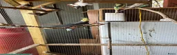 Cockatiels birds for sale: Cockatiel - Advert 3