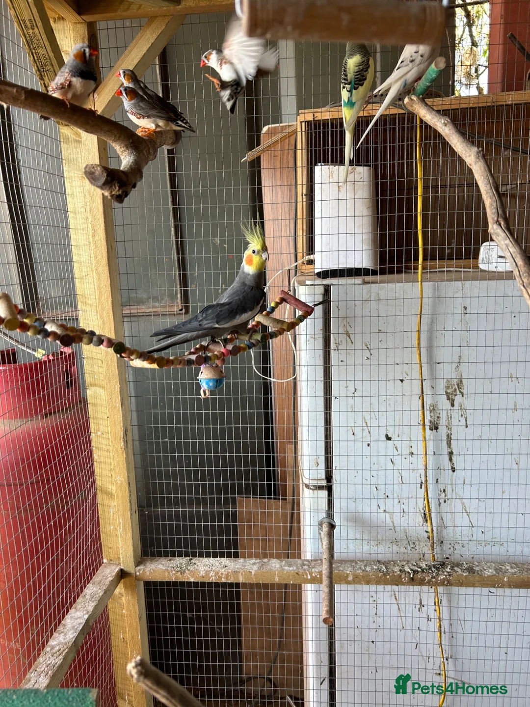 Cockatiels birds for sale: Cockatiel - Advert 3