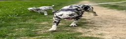 Dalmatian dogs for stud: Our Loveable Handsome Liver Dalmatian Marshall - Advert 8