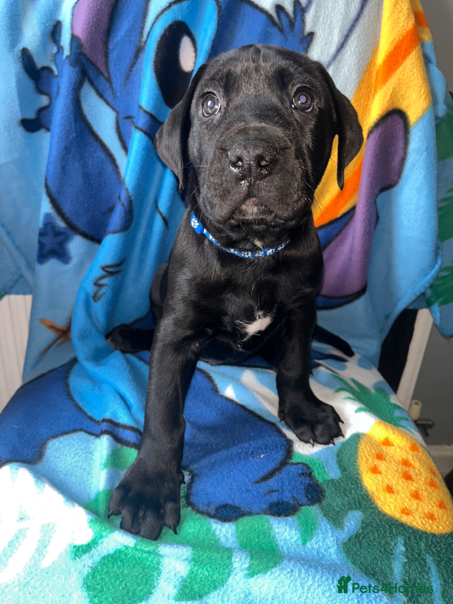 Mastiff dogs 2 gorgeous mixed mastiff boys left  - Advert 1