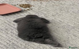 Mini Lop rabbits for sale: Beautiful grey mini lop baby boy  - Image 3