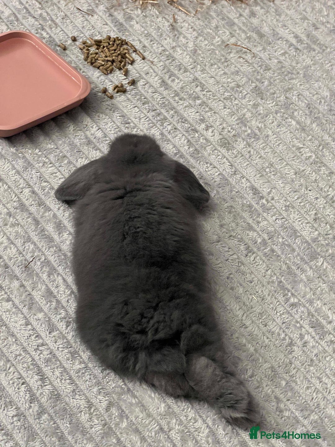 Mini Lop rabbits for sale: Beautiful grey mini lop baby boy  - Image 3