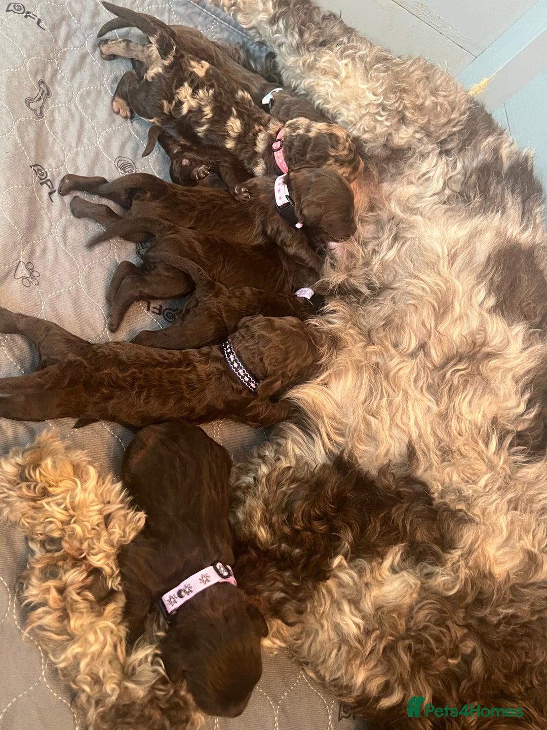Labradoodle dogs for sale: Gorgeous Chocolate Baby Mini Labradoodle puppy  - Image 6