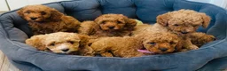 Cavapoo dogs for sale: Cavapoos Extensive DNA & Heart tested - Advert 9