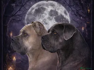 Cane Corso dogs Cane corso - Advert 1