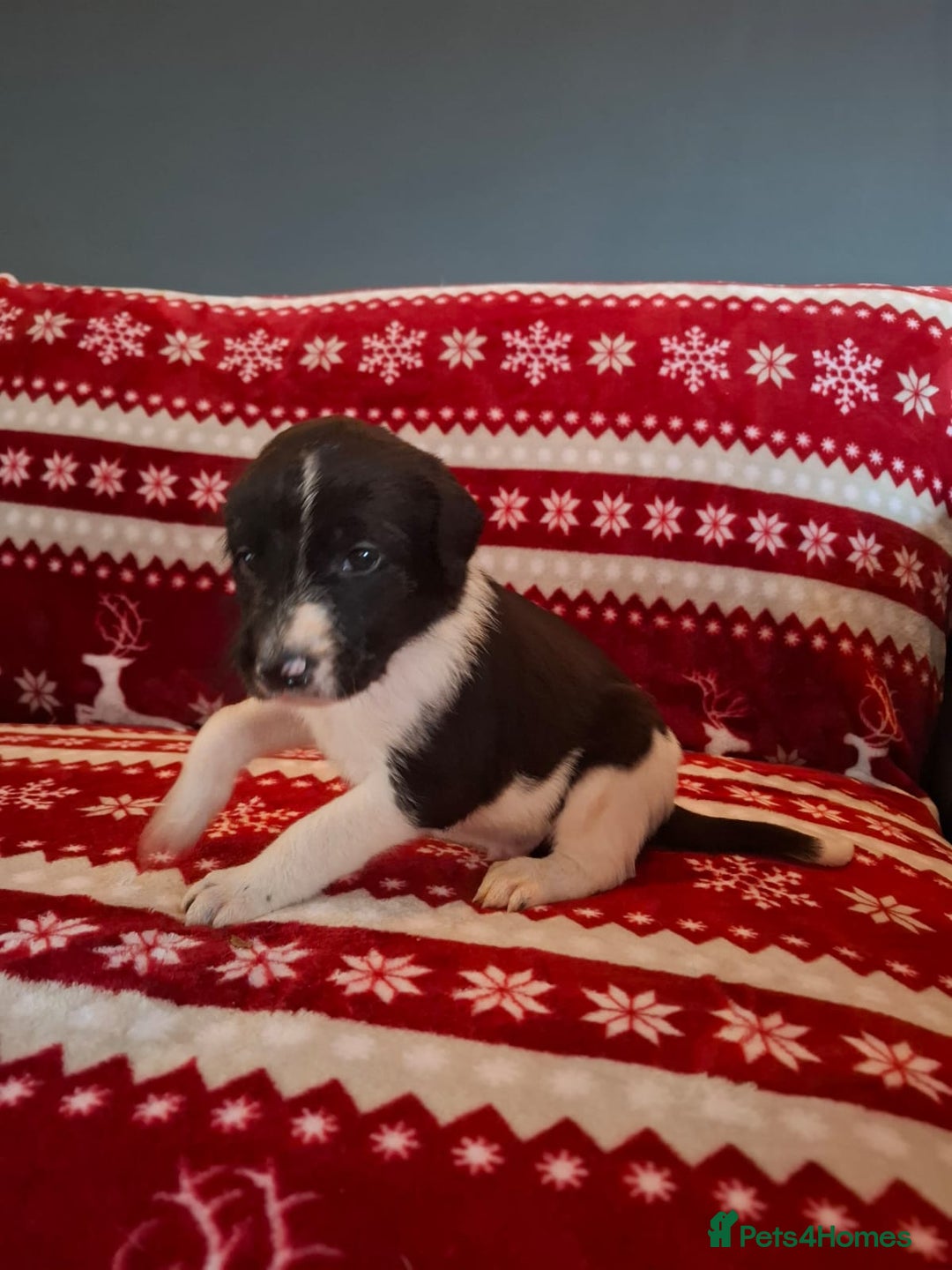 Mixed Breed dogs for sale: Lurcher x standard poodle  - Advert 7