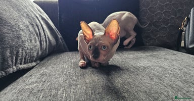 Sphynx cats - Advert 2