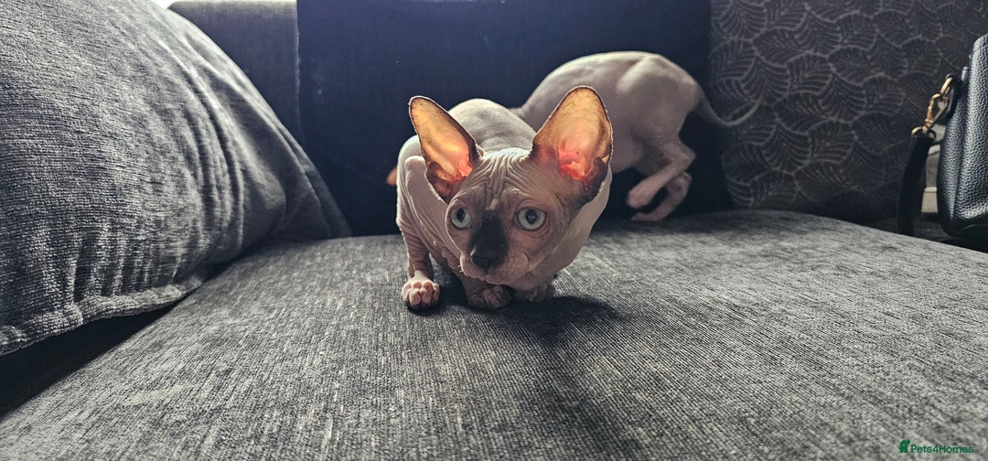 Sphynx cats for sale: Gccf sphynx kittens parents health tested  - Image 2