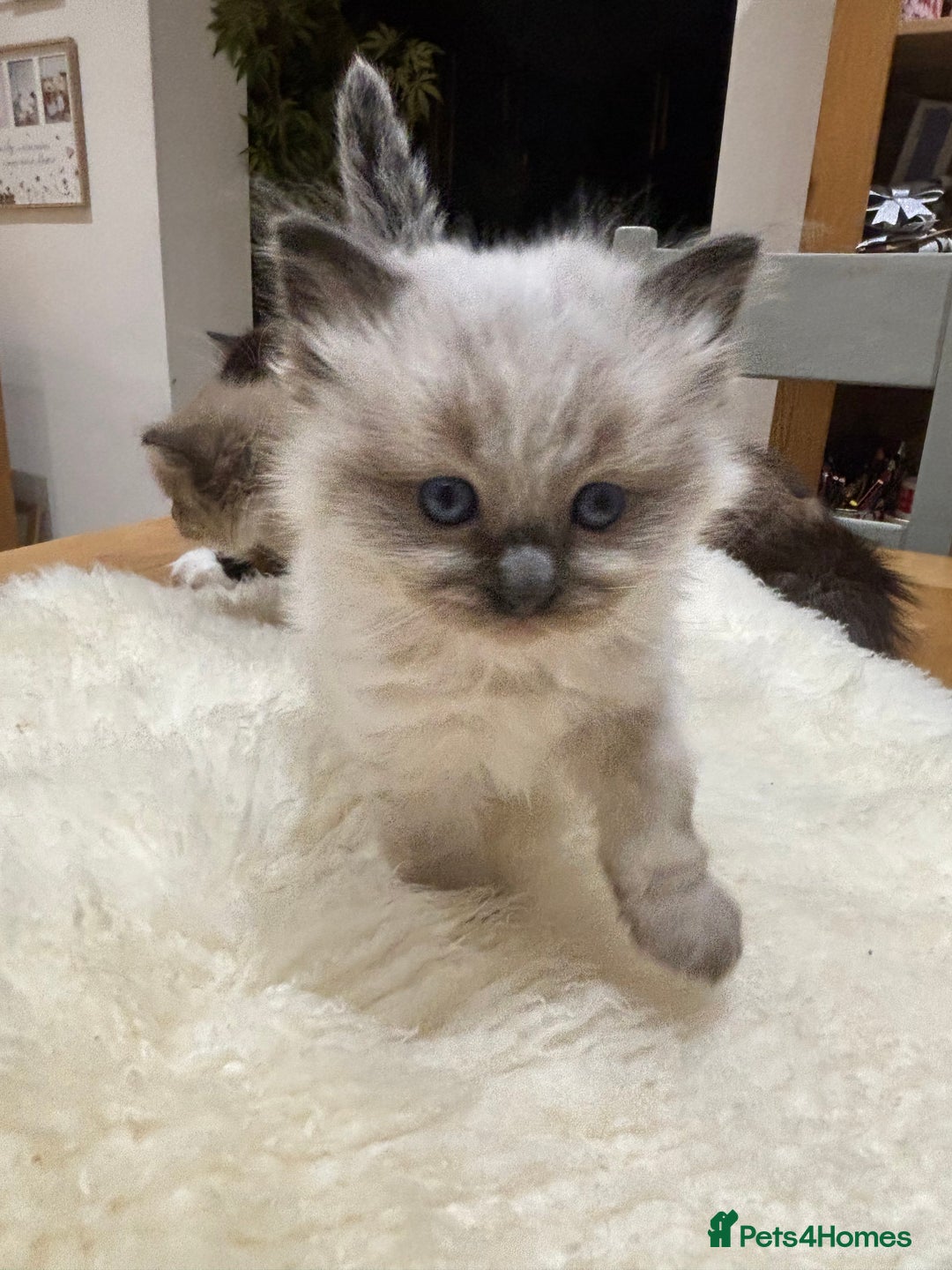 Ragdoll cats for sale: Gorgeous Ragdoll Seal Mink kittens TICA Registered - Advert 11