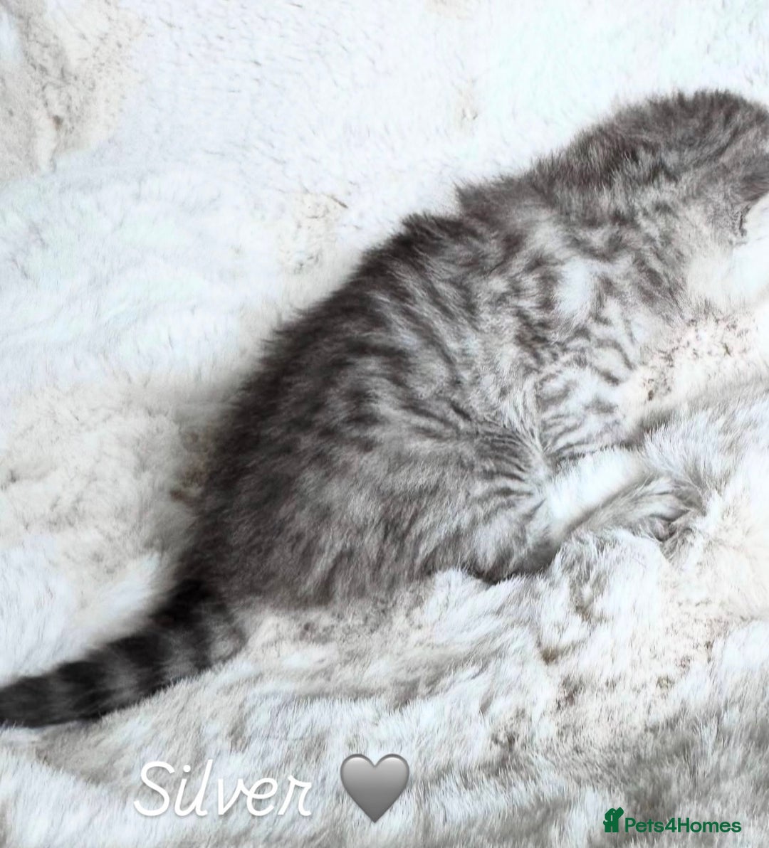 British Shorthair cats for sale: Beautiful silver British shorthair kittens - Image 6