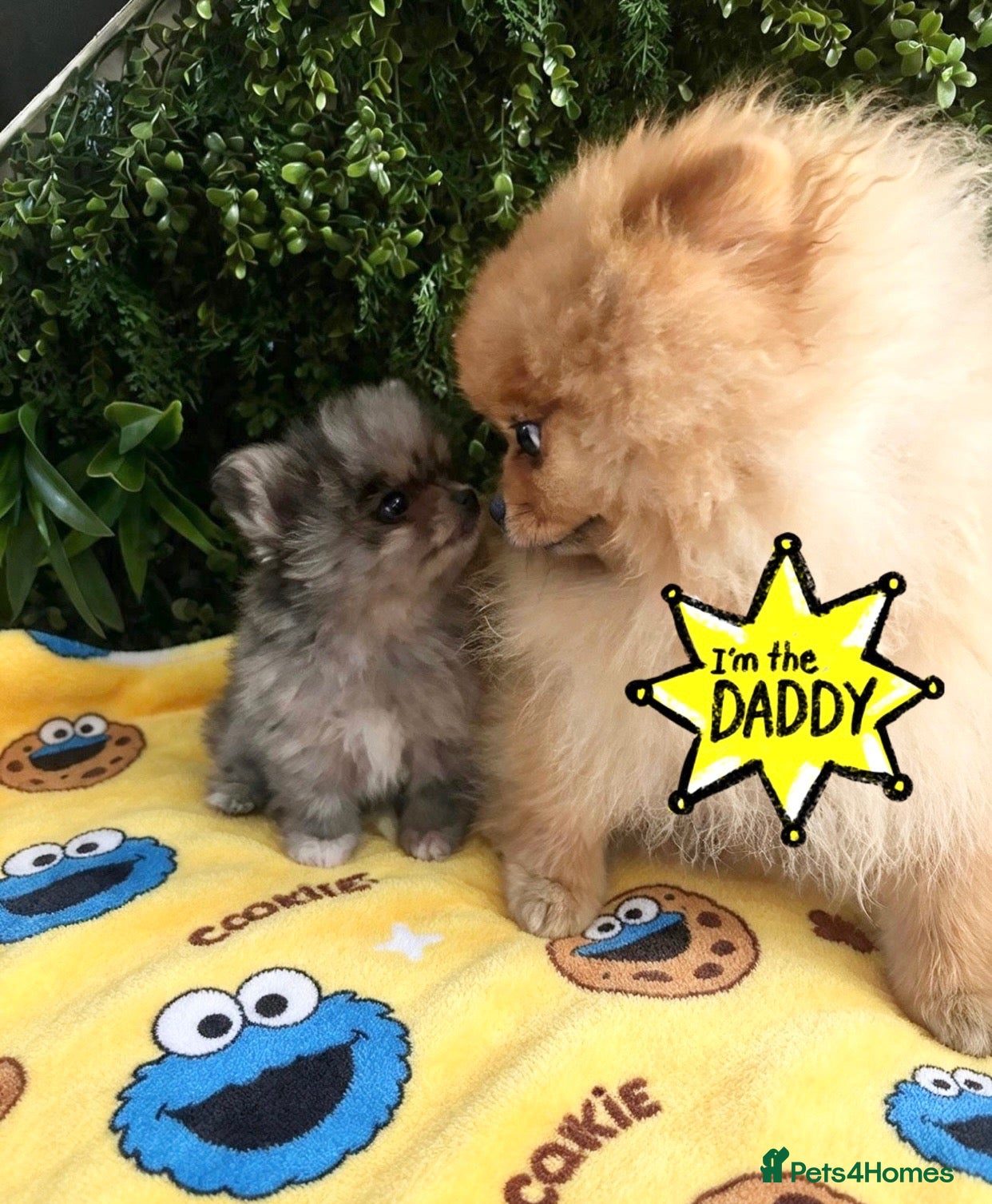 Pomeranian dogs 👀2 🐶 Left  ✨Four Mini Little Gems💎🐾🐶✨💜🧡🩶🤎 - Advert 1