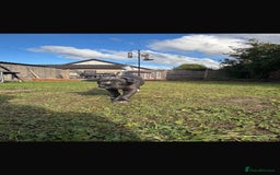 Cane Corso dogs for sale: Cane corso puppies looking for their forever homes - Image 28