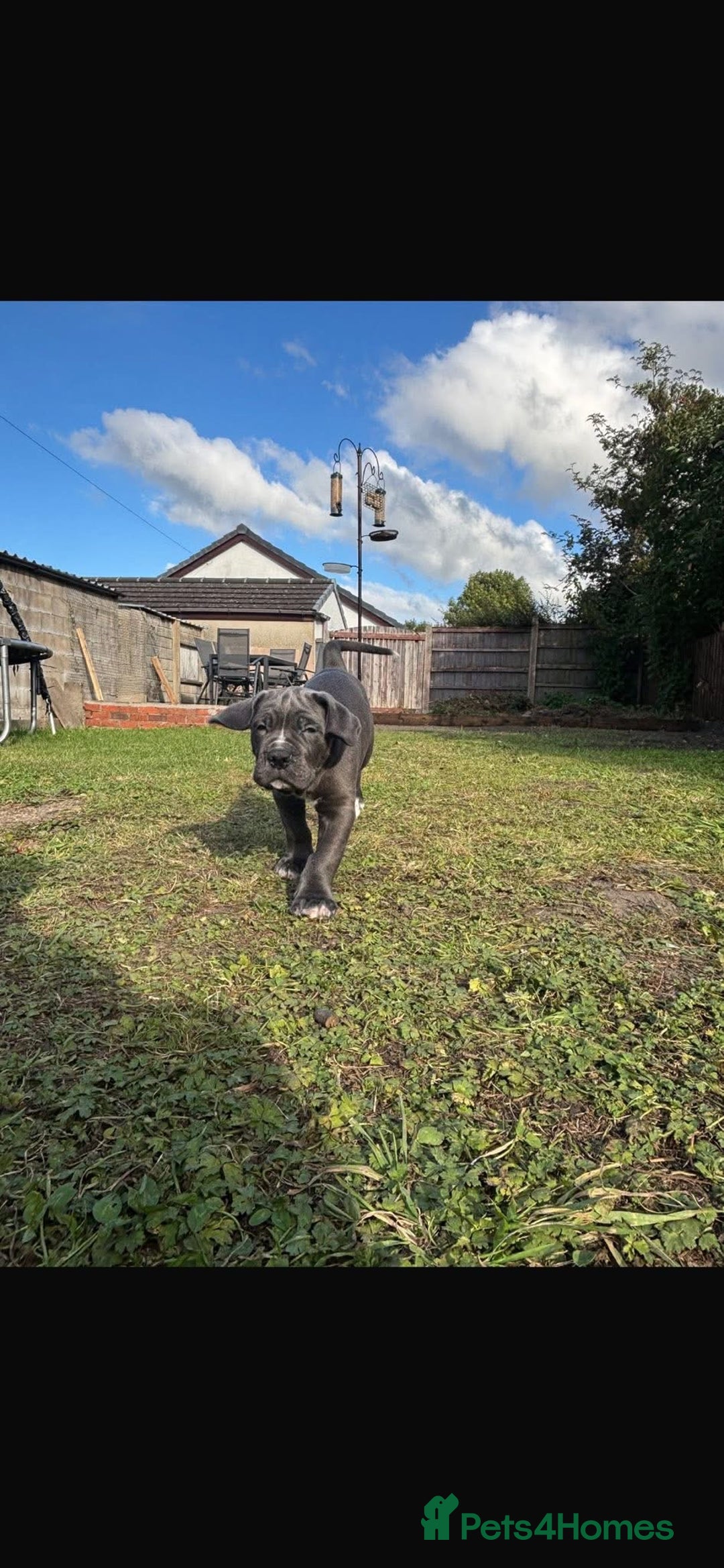 Cane Corso dogs for sale: Cane corso puppies looking for their forever homes - Image 28