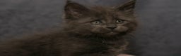 Maine Coon cats for sale: Mainecoon kittens TICA REGISTERED stunning - Advert 4