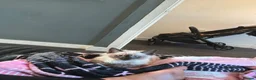Ragdoll cats for sale: Ragdoll boy for sale  - Advert 3