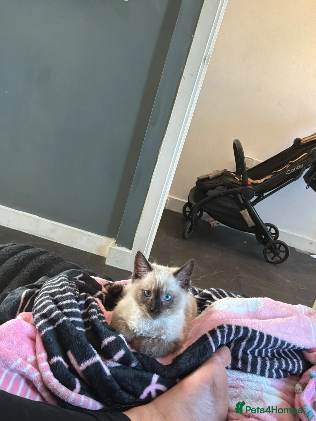 Ragdoll cats for sale: Ragdoll boy for sale  - Advert 3