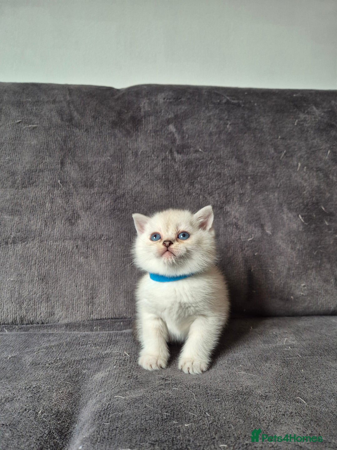 British Shorthair cats for sale: TICA Blue/gold/silver colourpoint - Image 6
