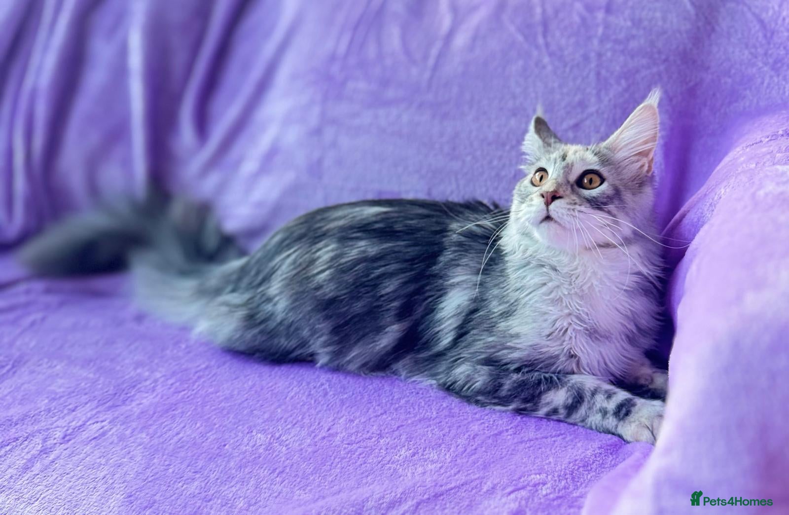 Maine Coon cats 🐾💕STUNNING XL PUREBRED MAINE COON GIRL 💕🐾 - Advert 1