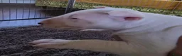 Bull Terrier dogs for sale: Outstanding Quality Bull Terrier Puppies - Advert 9