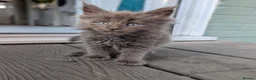 Maine Coon cats for sale: Stunning LARGE Maine Coon Kittens – GCCF - Advert 2