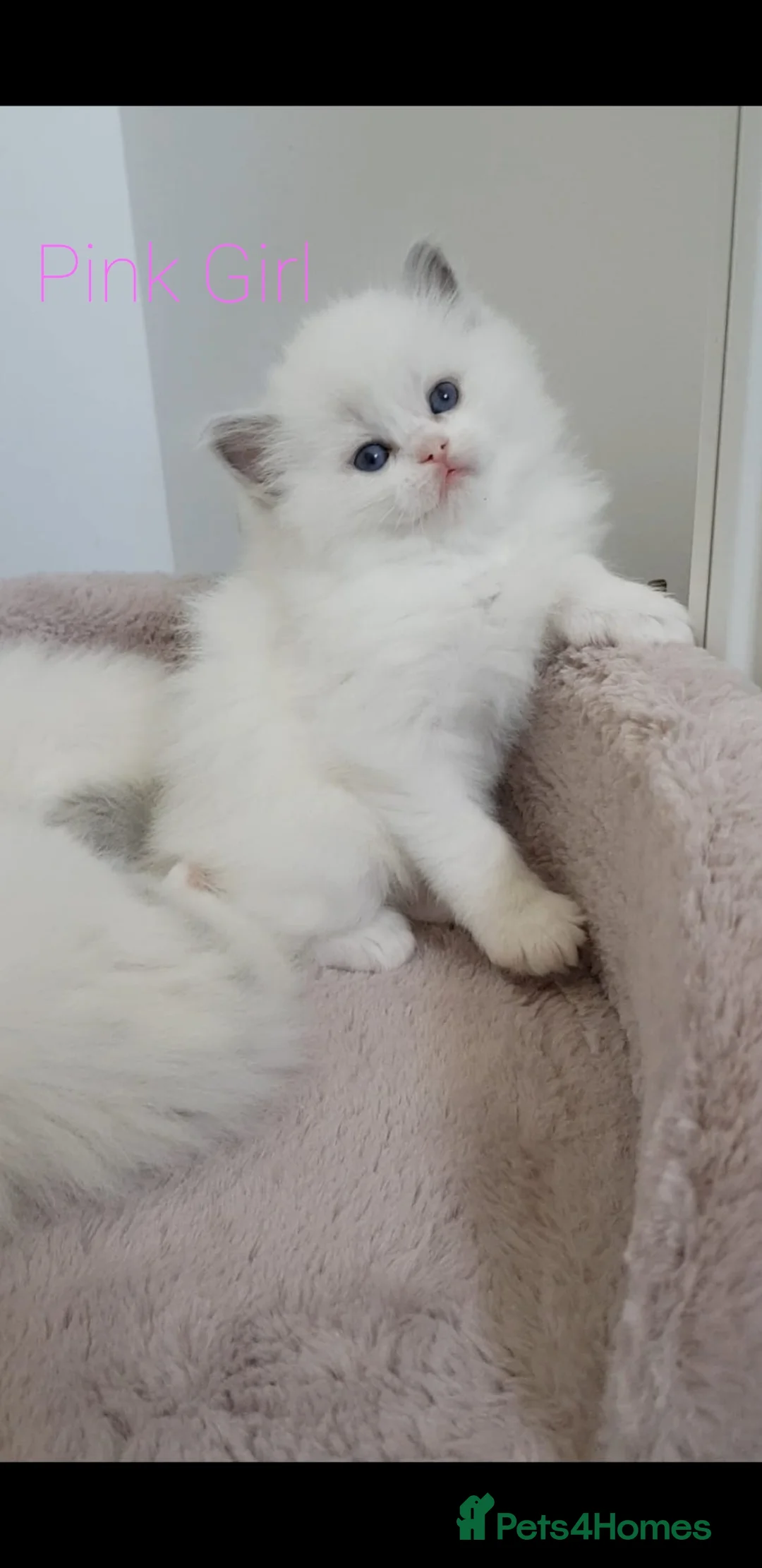 Ragdoll cats for sale: Stunning TICA Registered Ragdoll Kittens  - Advert 2
