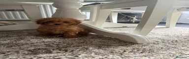 Cavapoo Puppy 