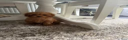 Cavapoo dogs for sale: Beautiful Cavapoo Puppy Looking for a Loving Home - Advert 1