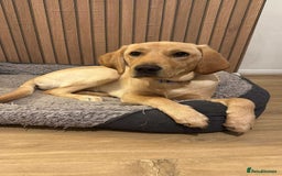 Labrador Retriever dogs for sale: Cream Labrador Retriever Puppy  - Image 1