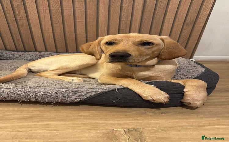 Labrador Retriever dogs - Advert 6