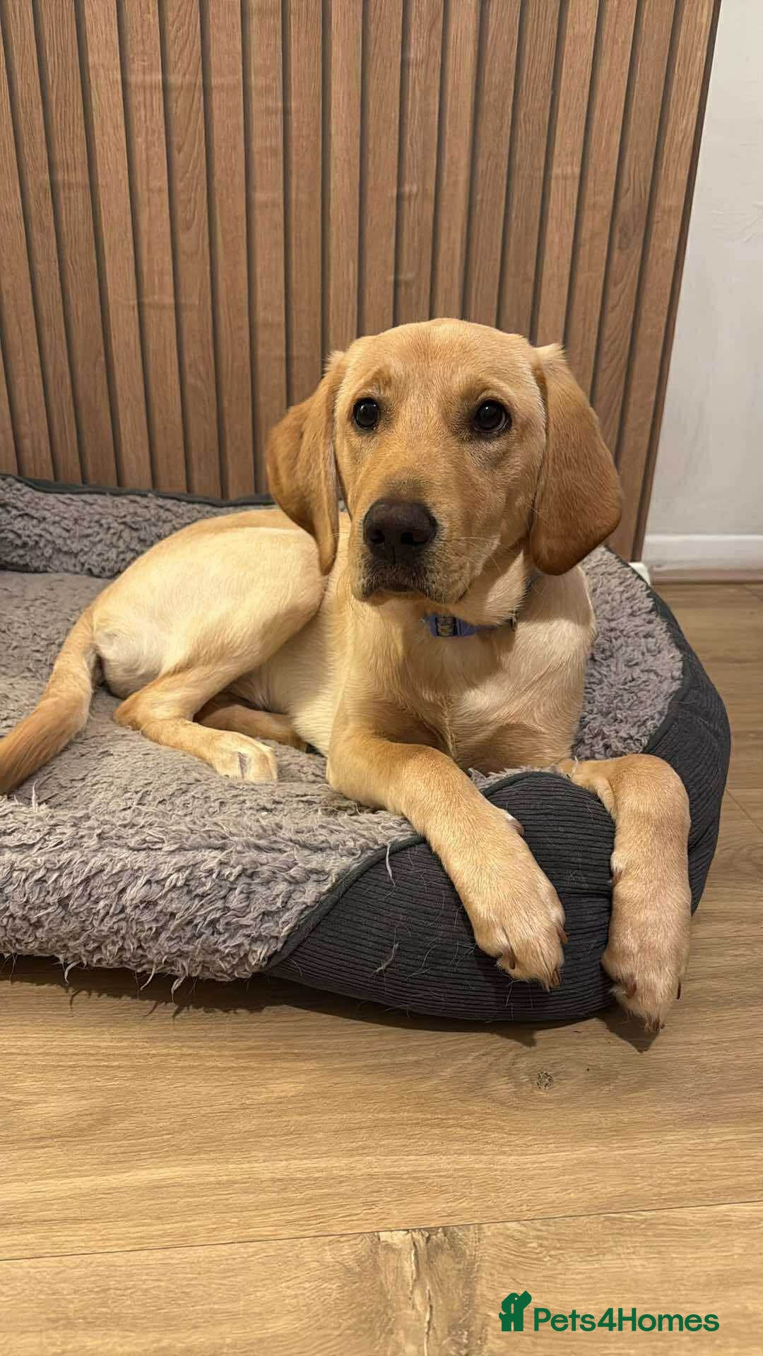 Labrador Retriever dogs for sale: Cream Labrador Retriever Puppy  - Image 1