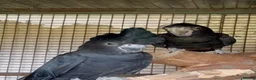 Cockatoo birds for sale: Beautiful Red Tail Black Cockatoos  - Advert 1
