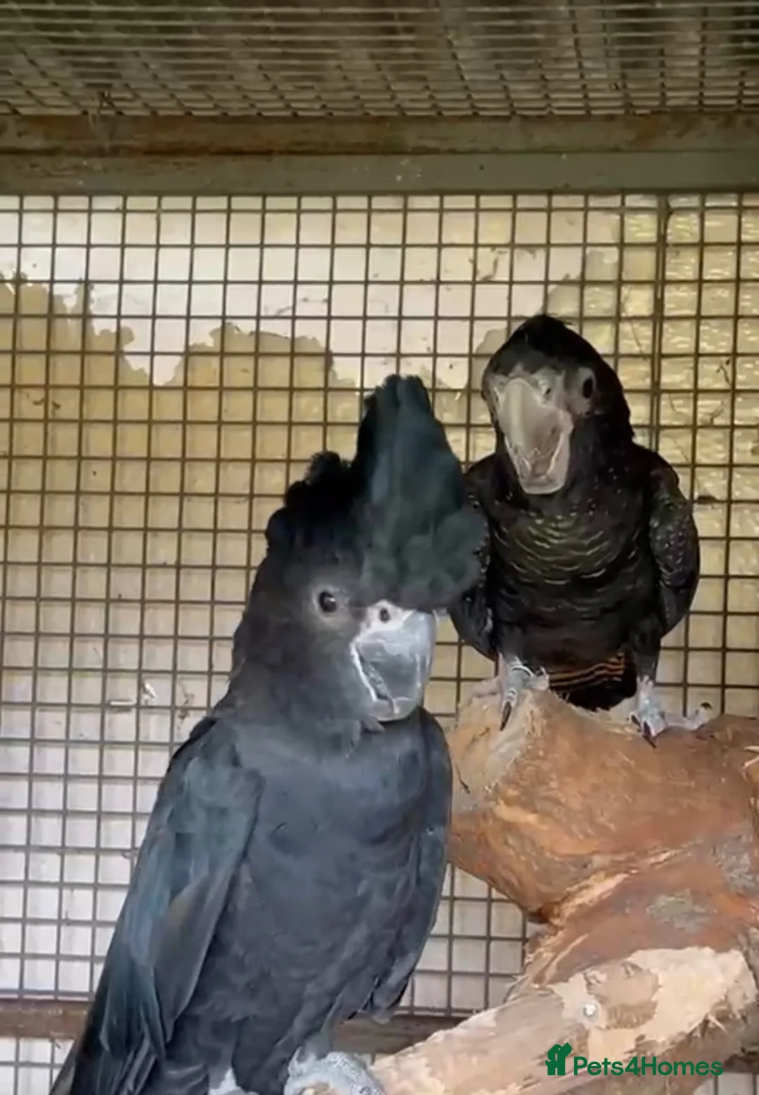 Cockatoo birds for sale: Beautiful Red Tail Black Cockatoos  - Advert 1