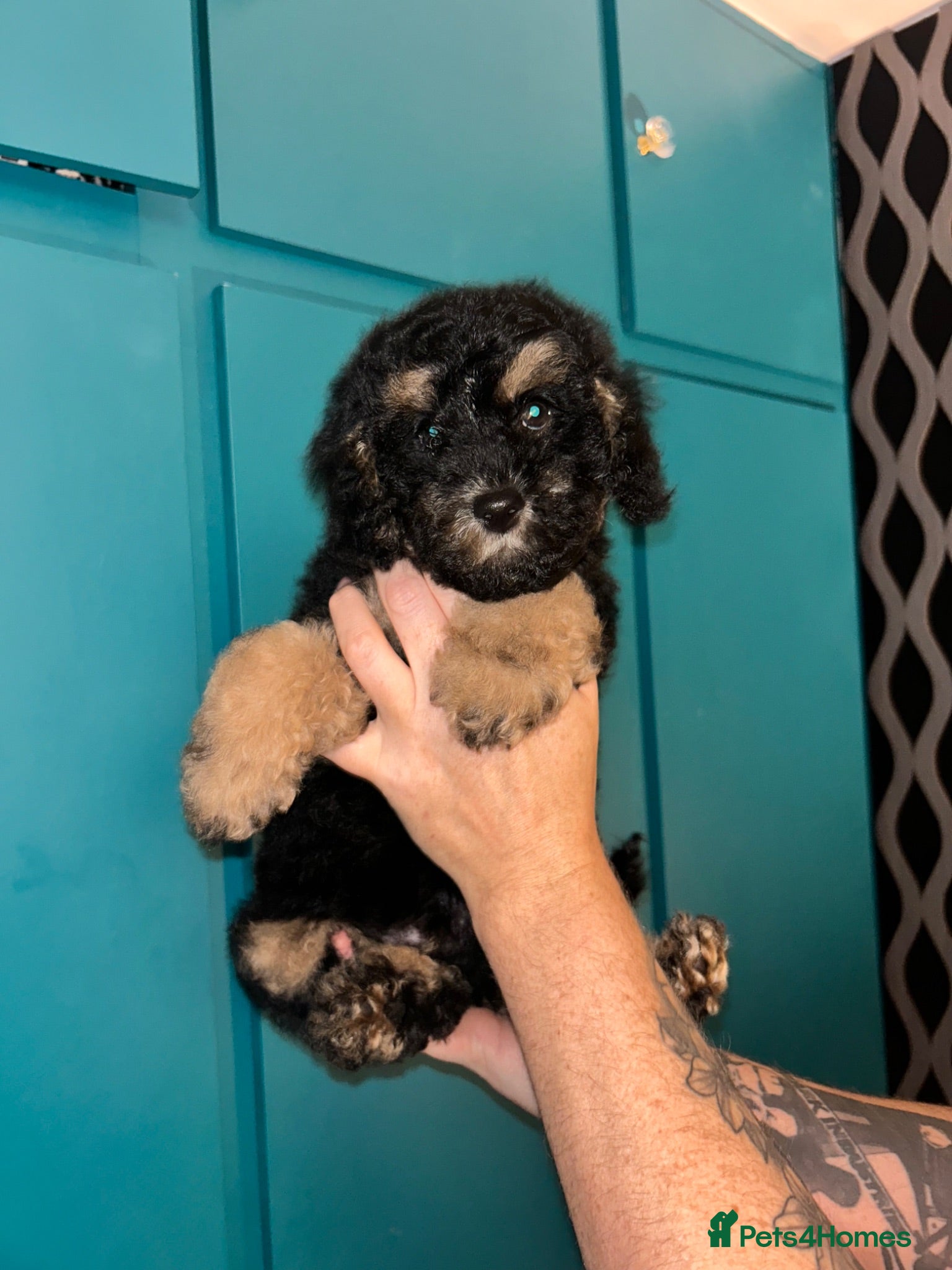 Cavapoochon dogs Exceptional Cavapoochon Boys 2 left - Advert 1