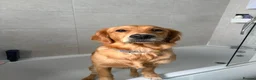 Golden Retriever dogs for stud: Looking for a stud for my Golden retriever female in Darwen - Advert 6