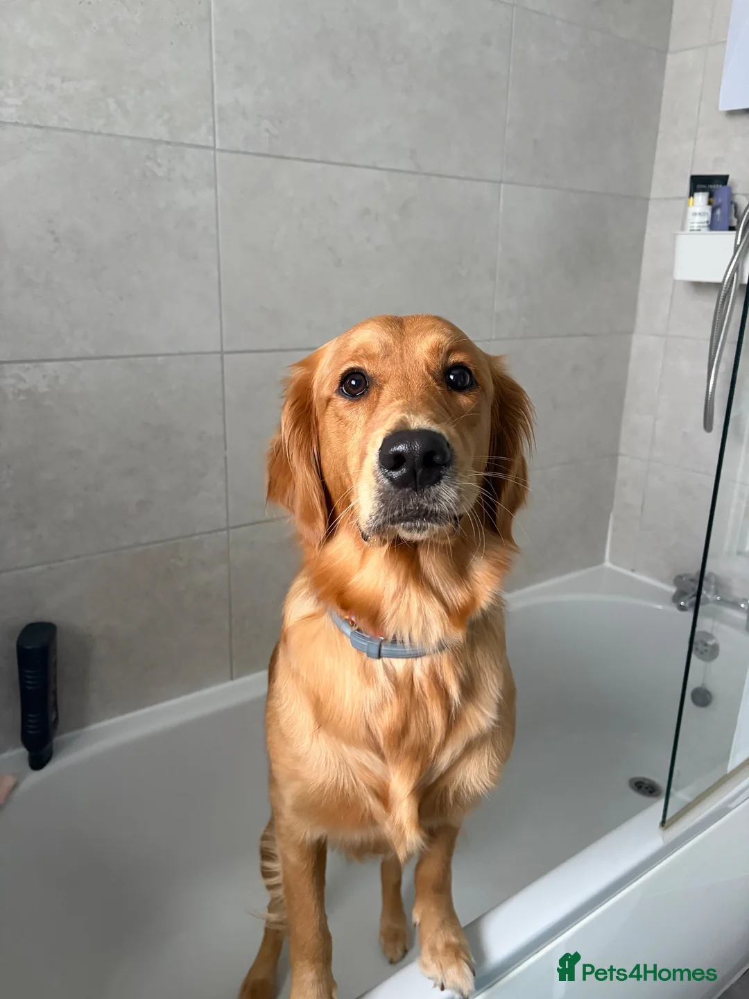 Golden Retriever dogs for stud: Looking for a stud for my Golden retriever female in Darwen - Advert 6
