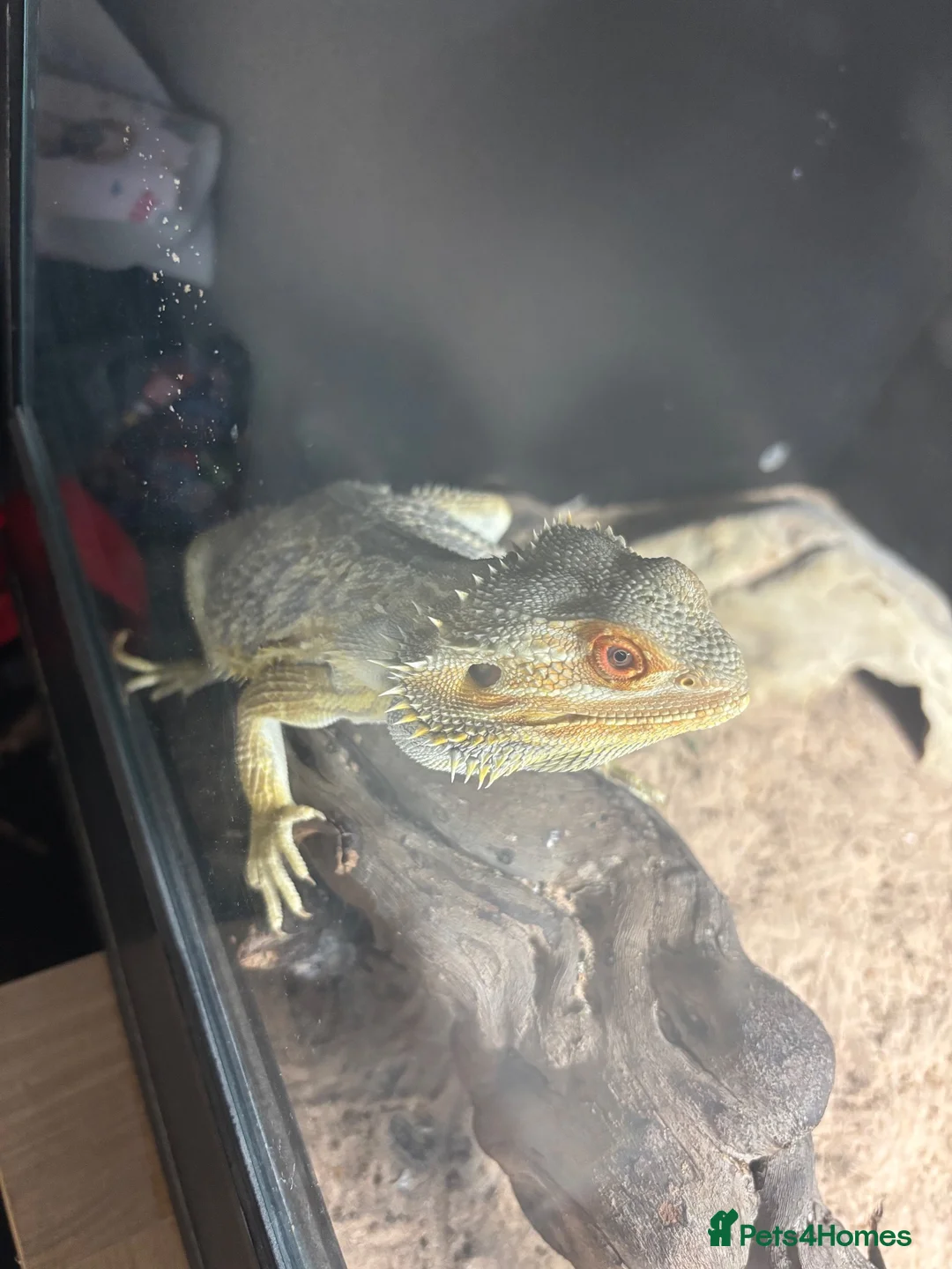 Bearded Dragon reptiles for sale: Bearded dragon and full set up  - Advert 3