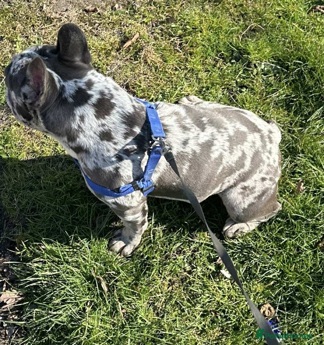 French Bulldog dogs for sale: French Bulldog Girl  - Advert 8